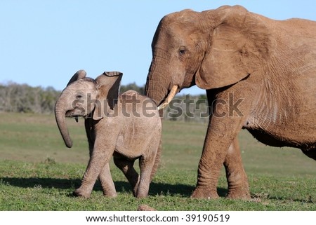 African elephant mother prodding it's baby to move on Royalty-Free Stock Photo #39190519
