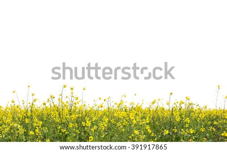 blossom mustard on white background with daylight Royalty-Free Stock Photo #391917865