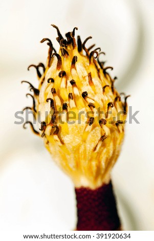 Magnolia blossom with stamen on natural white background; note shallow depth of field
