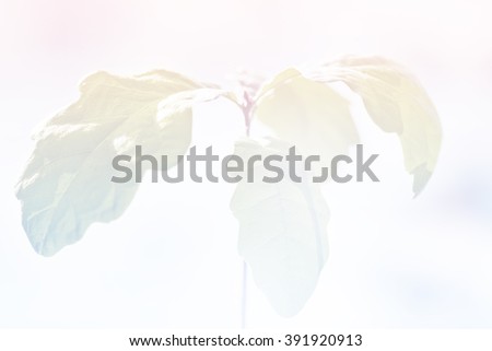 Nature element over pink and blue colored background, boho style colors