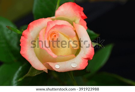 Rose close up on black background