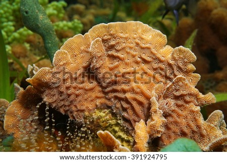 Underwater marine life, thin leaf lettuce coral, Agaricia tenuifolia, close-up, Caribbean sea