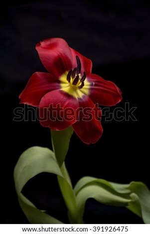 close up picture of red tulip flower isolated on black background