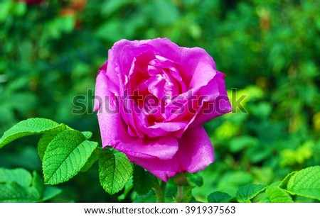 Rosa nature Grandiflora