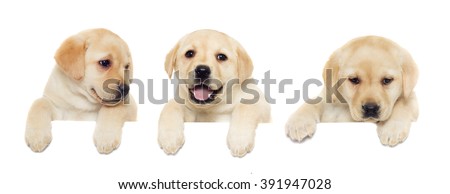 labrador puppy, looking Royalty-Free Stock Photo #391947028