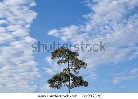 Tree With Blurred of clouds in the blue sky for background.