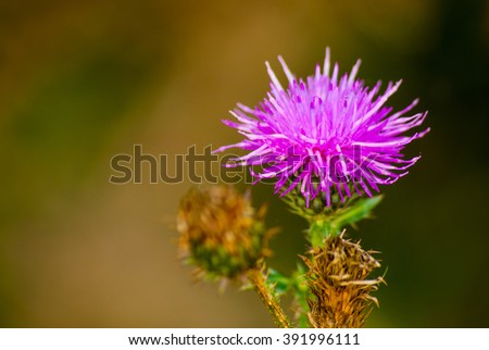 Purple prickly thistle flower on natural brown background