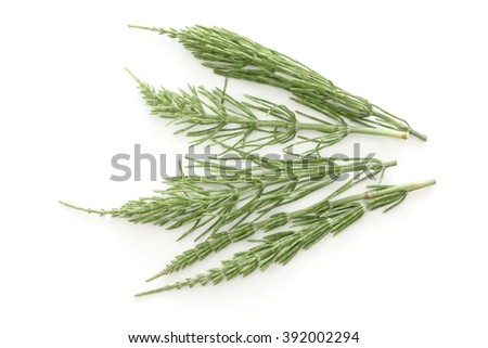 Field horsetail twigs Royalty-Free Stock Photo #392002294