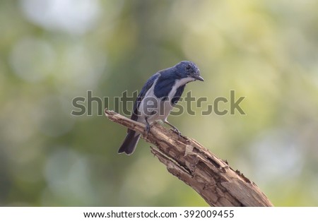 Beautiful blue bird : Ultramarine flycatcher winter visitor on the natural branch with morning light
