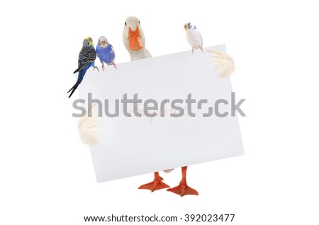 white duck with a leaf and budgie for writing of the text