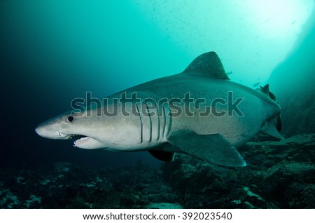  Smalltooth Sand Tiger Shark Royalty-Free Stock Photo #392023540