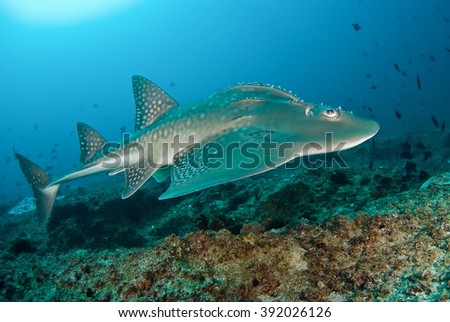  Bowmouth Guitarfish Royalty-Free Stock Photo #392026126