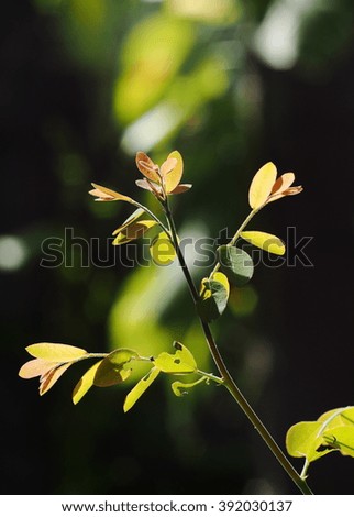 background backdrop picture photo of tropical plant trees with green leaves and brown branches in jungle and green leaves outdoor environment bokeh