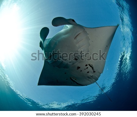  Reef Manta Ray - Manta alfredi Royalty-Free Stock Photo #392030245