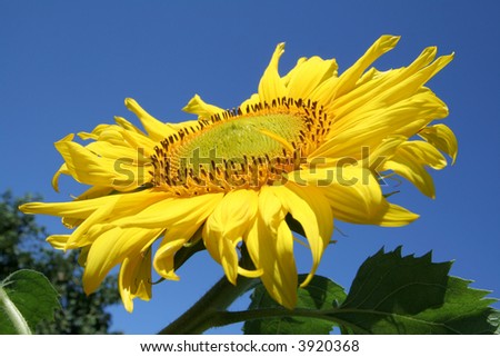 sunflower on a background of the sky