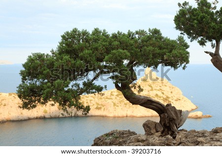 pine tree on rock and sea with "Capchik" cape behind ("Novyj Svit" reserve, Crimea, Ukraine).