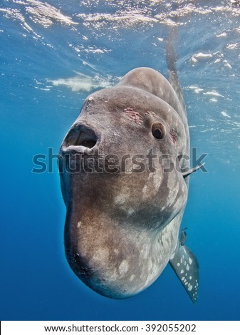  Sunfish Mola mola Royalty-Free Stock Photo #392055202