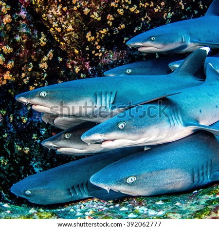 Whitetip Reef Shark Royalty-Free Stock Photo #392062777