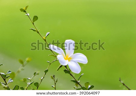 White plumeria flower (frangipani) with blured natural background, soft focus.