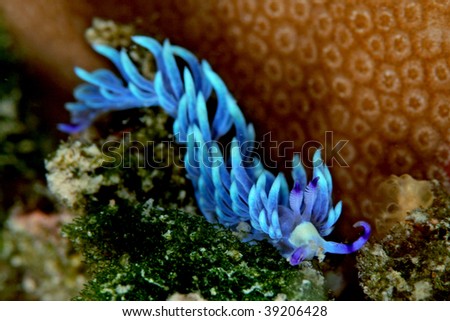 Pteraeolidia ianthina, a nudi branchia, sea slug...