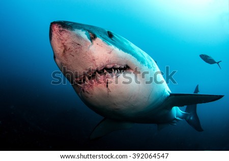 Great White Shark Royalty-Free Stock Photo #392064547