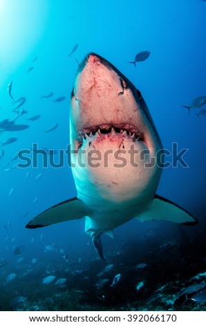 Great White Shark Royalty-Free Stock Photo #392066170