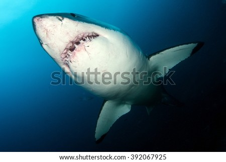 Great White Shark Royalty-Free Stock Photo #392067925