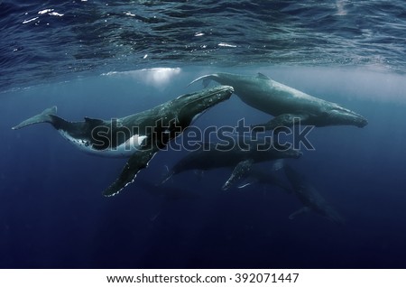 Humpback Whale Heatrun Royalty-Free Stock Photo #392071447
