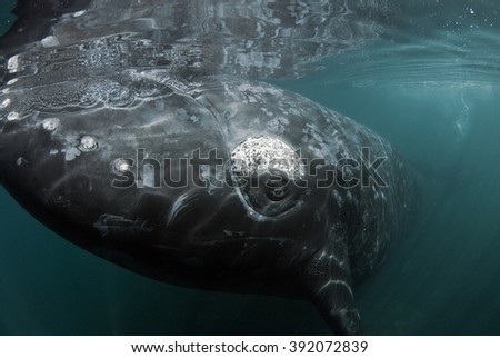  Southern Right Whale Royalty-Free Stock Photo #392072839