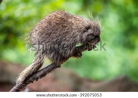 North American porcupine (Erethizon dorsatum) walks on a branch