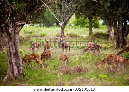 Herd of deer at Yala national park, Sri Lanka Royalty-Free Stock Photo #392101819