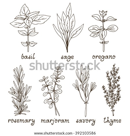 Culinary herbs set, hand drawn rosemary, marjoram, oregano, basil, sage, savory, thyme. Vector illustration isolated on white background