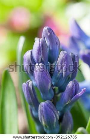 Spring flowers - budding hyacinth with bokeh - macro
