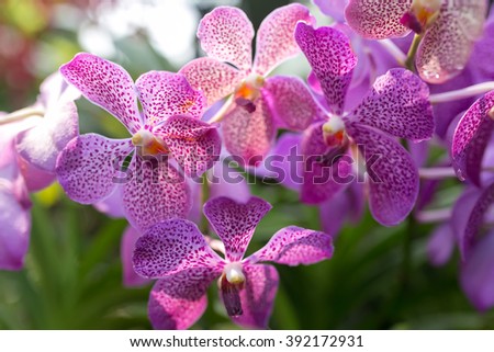 Variety of tropical orchids at Orchid garden, Kuala Lumpur. Royalty-Free Stock Photo #392172931