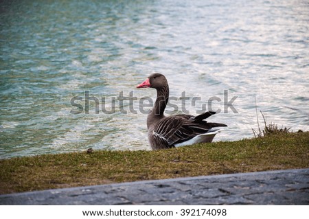 Goose in the lake