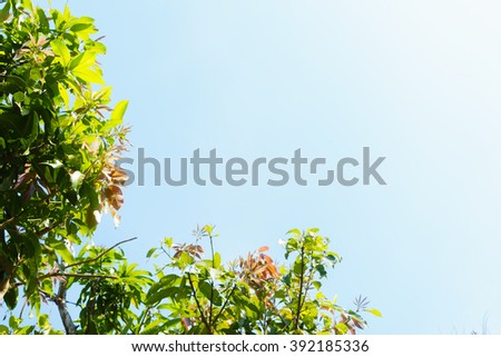 Leaves on tree with blue sky background:Close up,slelect focus with shallow depth of field:ideal use for background 