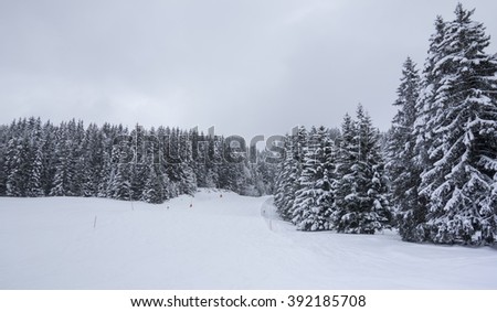Winter landscape with snow covered trees near ski pistes, Kitzski, Kitzbuhel - Kirchberg, Austria