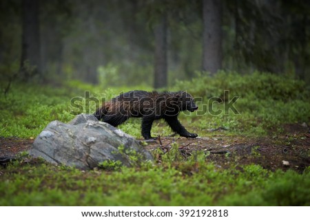 Night picture of  Wolverine, Gulo gulo, in the deep nordic forest during white night, looking for prey.  Late spring, Scandinavia.