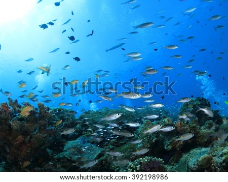Okinawa Blue / A lot of tropical fish in a reef with sun light