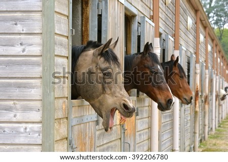 Old horse in stable, funny animal