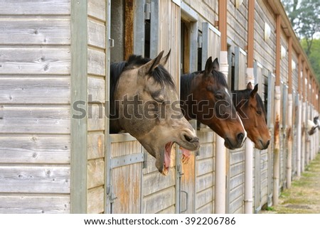 Old horse in stable, funny animal