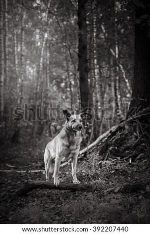 Mixed breed dog walking in park, black and white photo