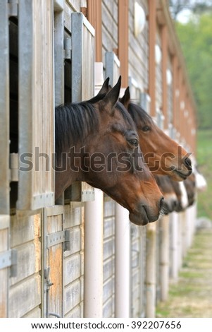 Horses in stable, beautiful heads