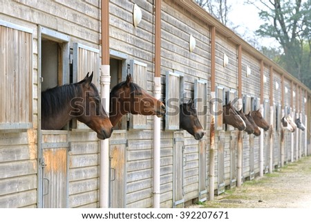 Horses in stable, beautiful animals