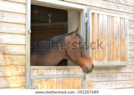 Horse in stable, head