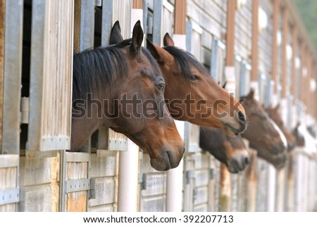 Horses in stable, beautiful animals