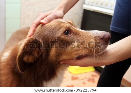 Female hand patting his pet dog in the kitchen Royalty-Free Stock Photo #392225794