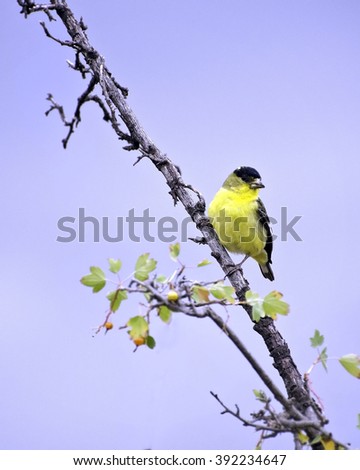 An American Goldfinch (Spinus tristis) perches on a branch at the Sepulveda Basin Wildlife Reserve, Van Nuys, CA, USA. 