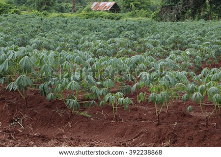 This picture is a cassava plantation in the western of Thailand