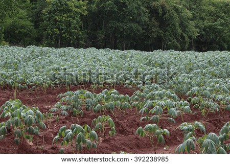 This picture is a cassava plantation in the western of Thailand